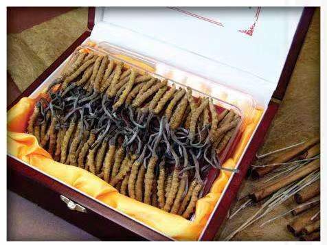 东安冬虫夏草回收